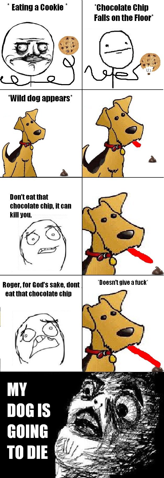 My dog always does this. FABULOUS!. Eating a cookie ' will Falls on the Floor t eat that chocolate Will. it can Kill you eat that chocolate chill '. Can't remember what chemical it is in chocolate that dogs can't eat, but whatever it is it's in most chocolate products. The dogs can't digest the chemical so i