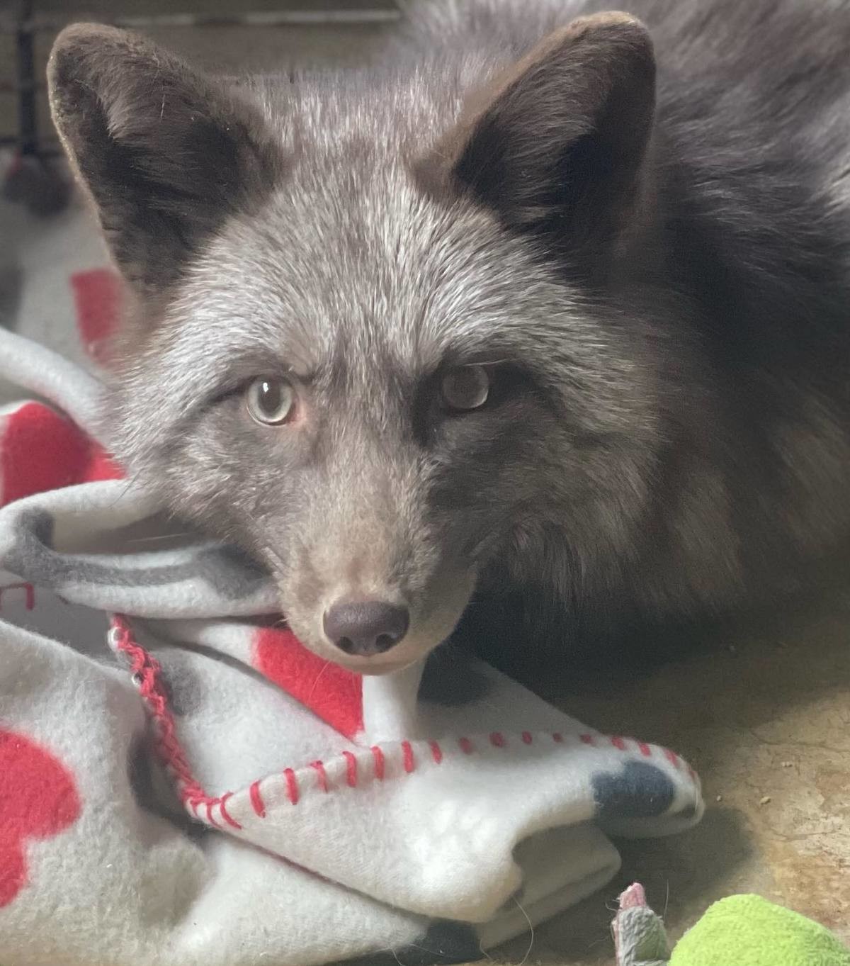 New Fox at Clevyr Creatures. join list: RescueCritters (53 subs)Mention History This is Swiper, the newest resident at Clevyr Creatures Sanctuary!.