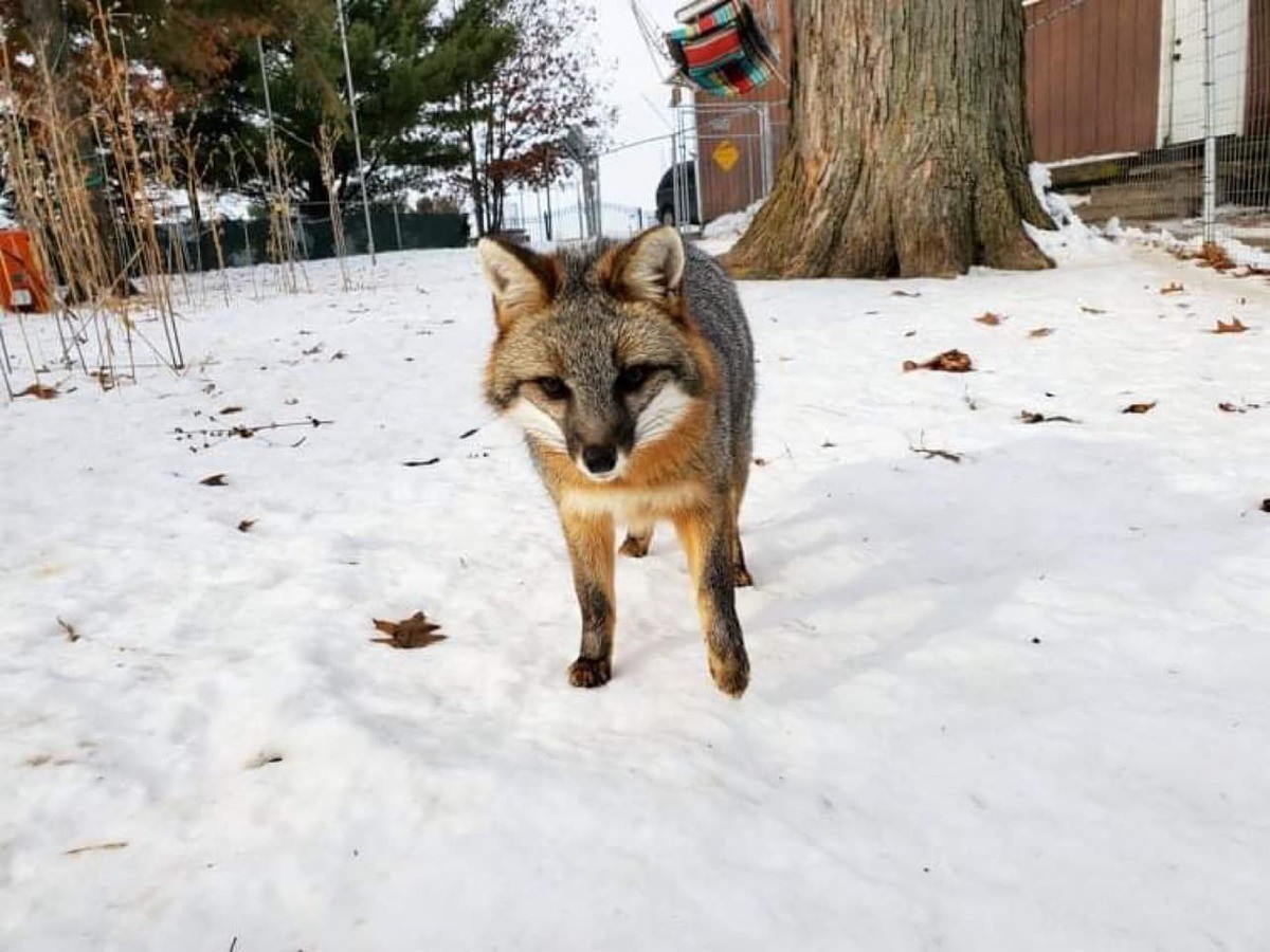 Nikita. join list: RescueCritters (53 subs)Mention History Nikita at SaveAFox Rescue Did you know the gray fox isn't a true fox? True foxes belong to the genus 