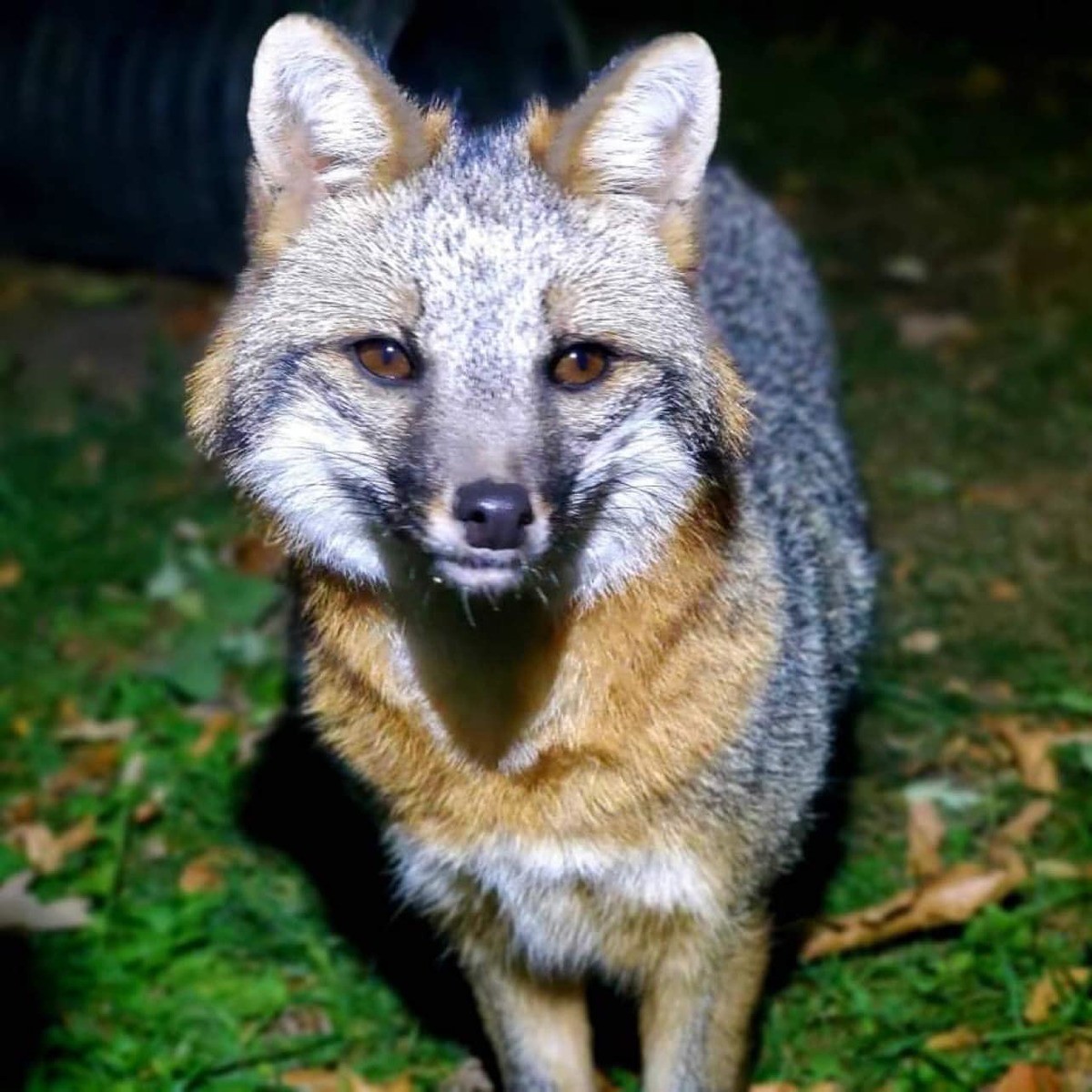 Nikita. join list: RescueCritters (53 subs)Mention History Nikita is a gray fox who lives at SaveAFox Rescue. Unlike the red fox which is most active at dusk an