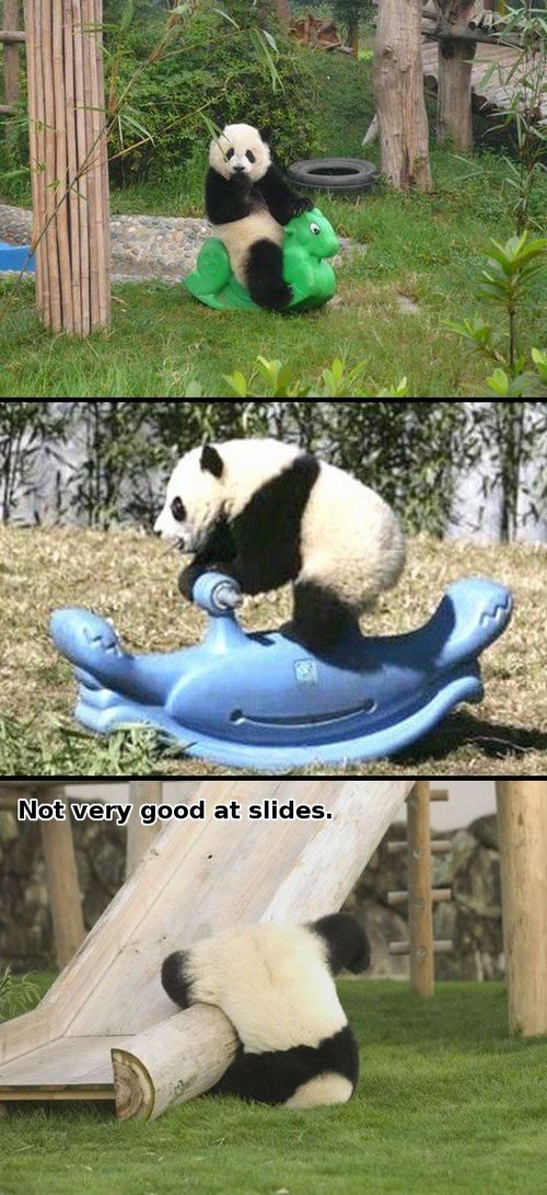 Panda, good at rocking horses