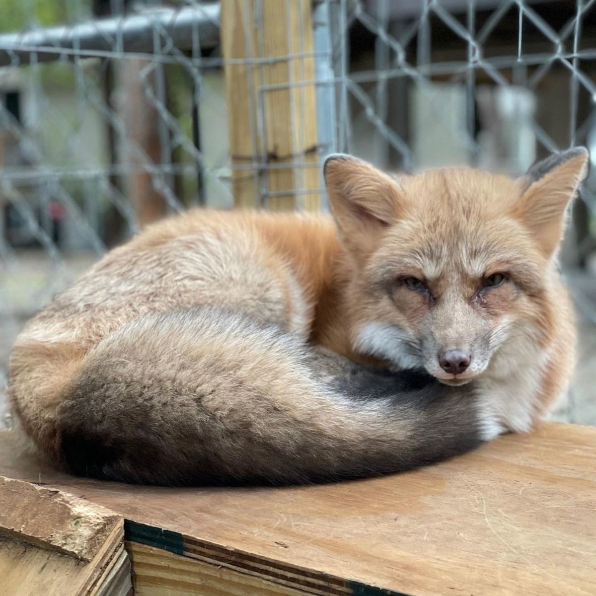 Penny. join list: RescueCritters (53 subs)Mention History Penny the fox at Pawsitive Beginnings.