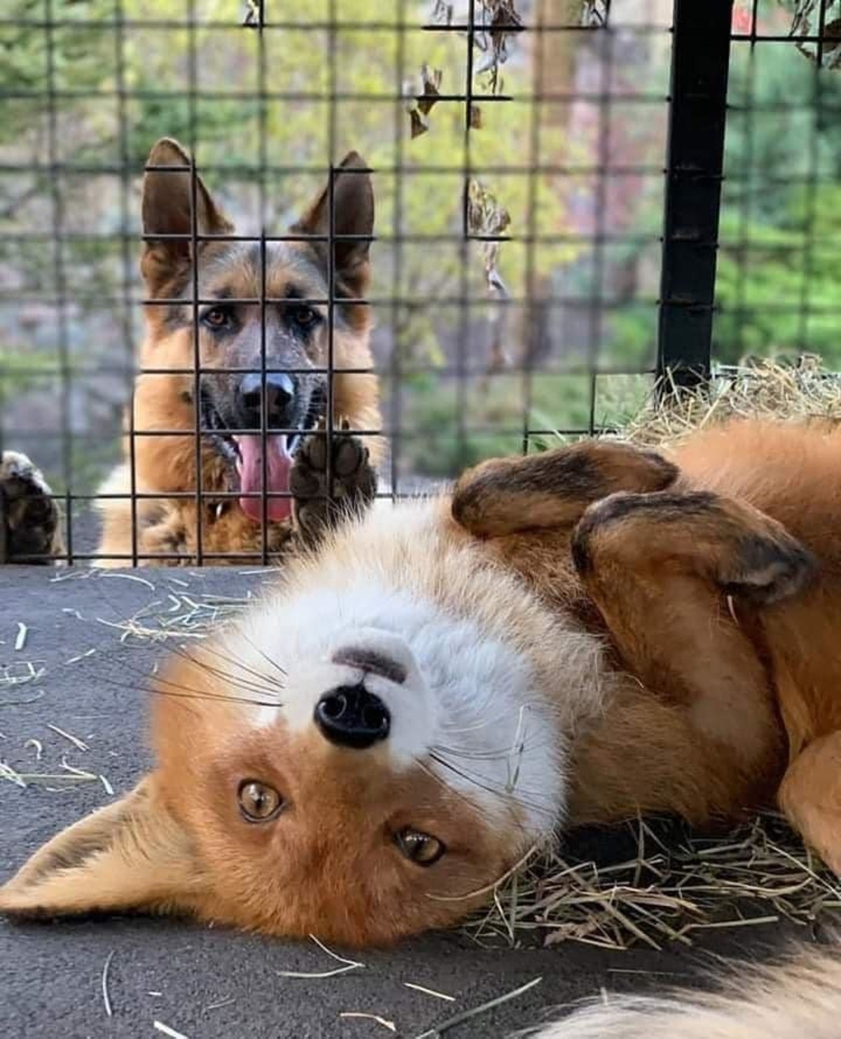 phocks. join list: RescueCritters (53 subs)Mention History Rupert and Remus at Highland Fox Sanctuary..  They look like good friends