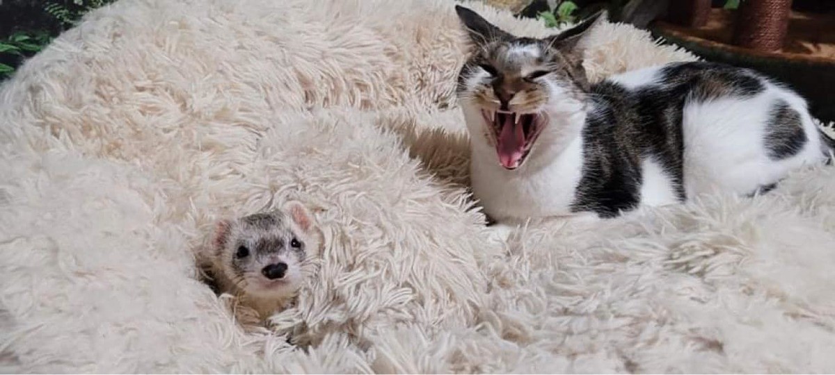 Polecat and Cat. join list: RescueCritters (53 subs)Mention History This Polecat (left) and Cat (right) both live at SaveAFox Rescue.. I'm not entirely sure if 