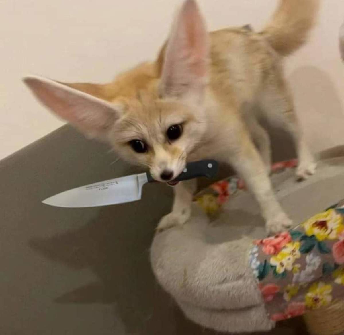 POV: you just called fennecs short. .. ecthelion he ready to fite.  