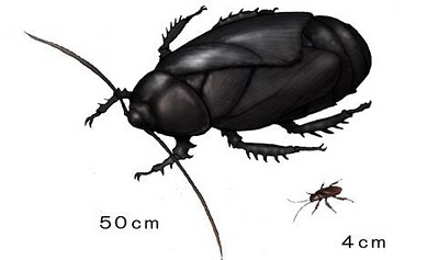 Prehistoric bugs and stuff. Apthoroblattina is an extinct genus of primitive insects Permian blatópteros were probably the biggest bugs of its time. Had a morph