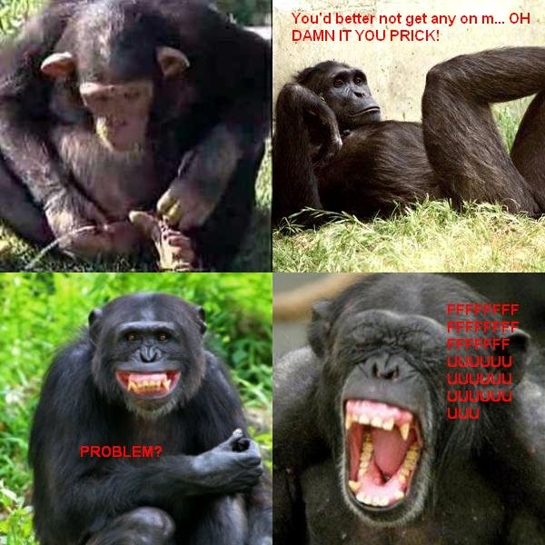 Rage Chimp