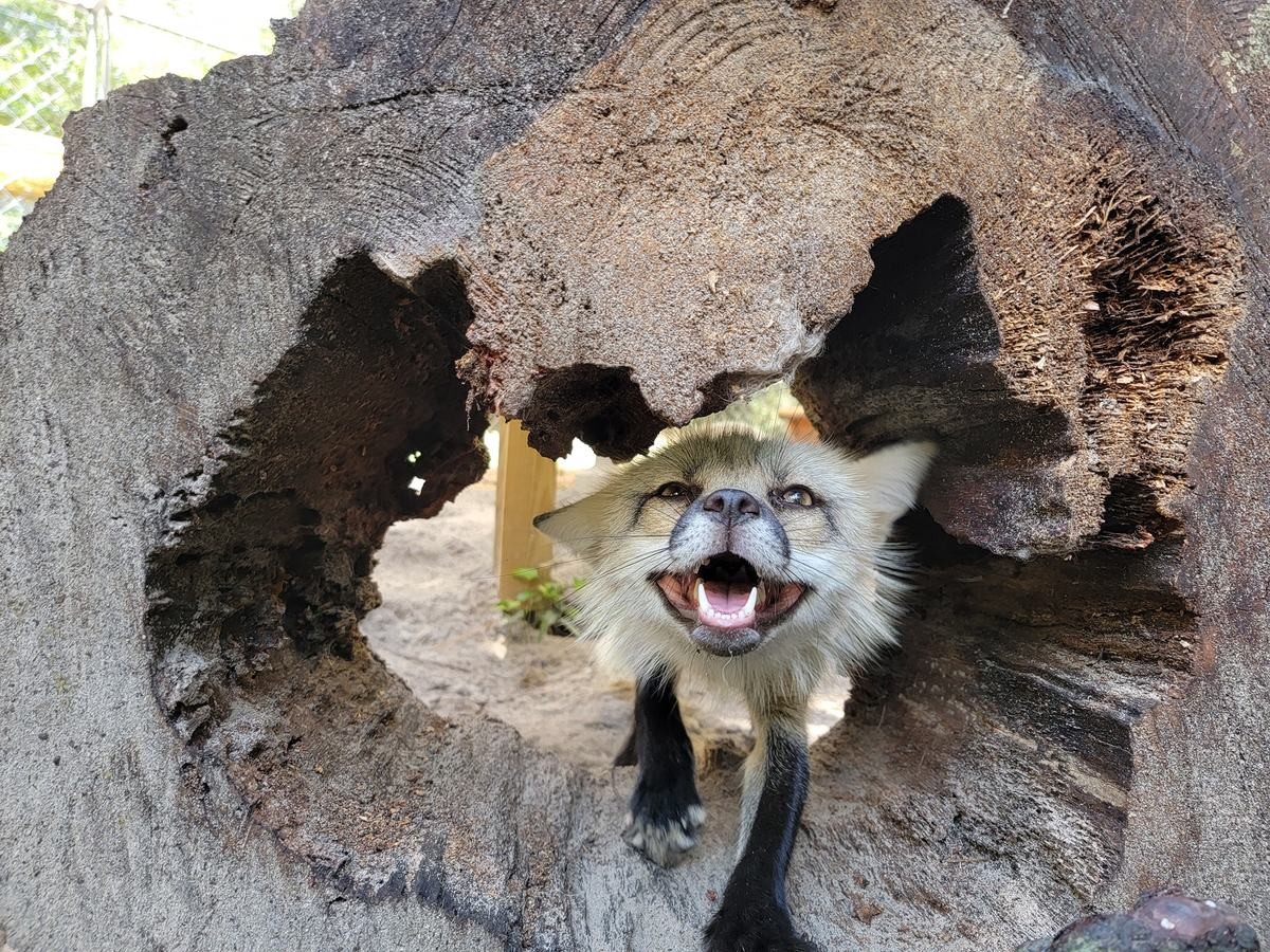 Relic in a log. join list: RescueCritters (53 subs)Mention History Relic the fox is a resident of Fox Friends Sanctuary This is my last post for tonight, sorry 
