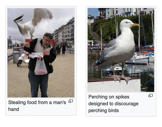 Resident Evil. based on its wikipedia photos, the european herring gull is out of control.. They're an absolute menace and need to be classified as vermin. I live about as far as you can get from the sea in the UK and the flying cunts are still all ove