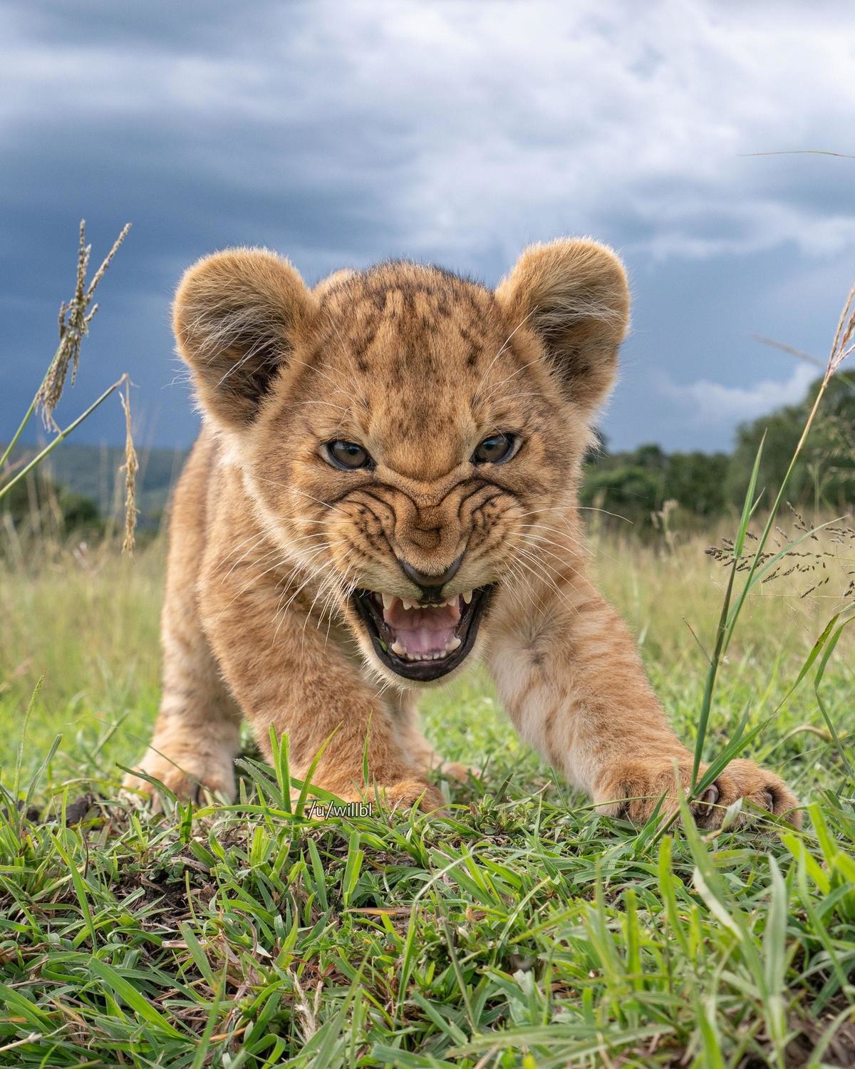 "roar!"