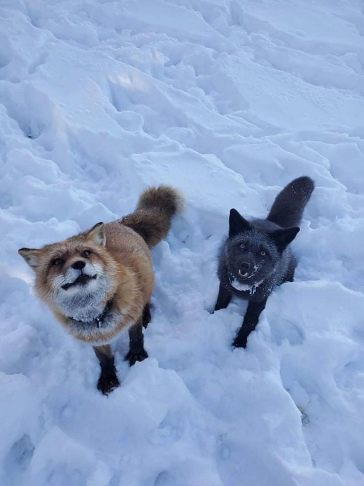 Shnow fockses. join list: RescueCritters (53 subs)Mention History Finnegan (left) and Serafina at SaveAFox Rescue.. Finn has such a unique face you can always tell him apart from a crowd of red foxes.