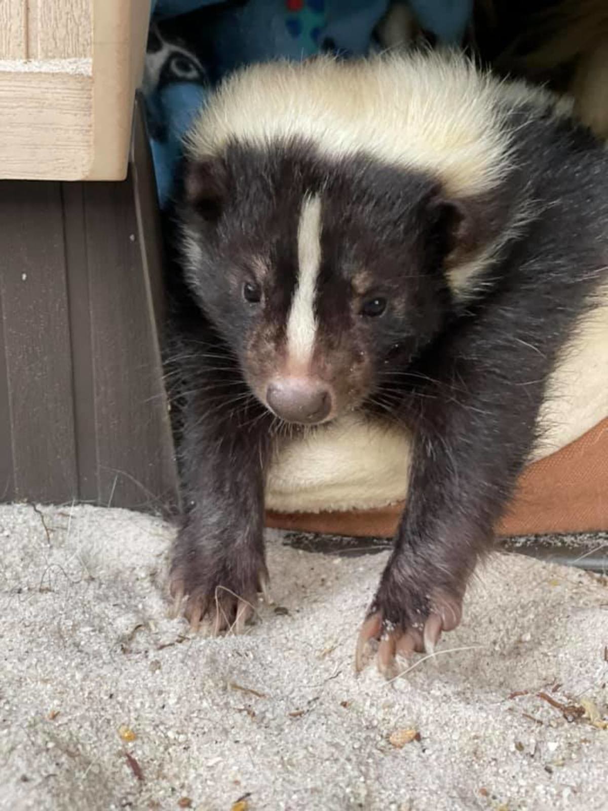 Sknuk. join list: RescueCritters (53 subs)Mention History This is Chandler the skunk from 101 Paws and Claws.. little skunker with his tappy taps