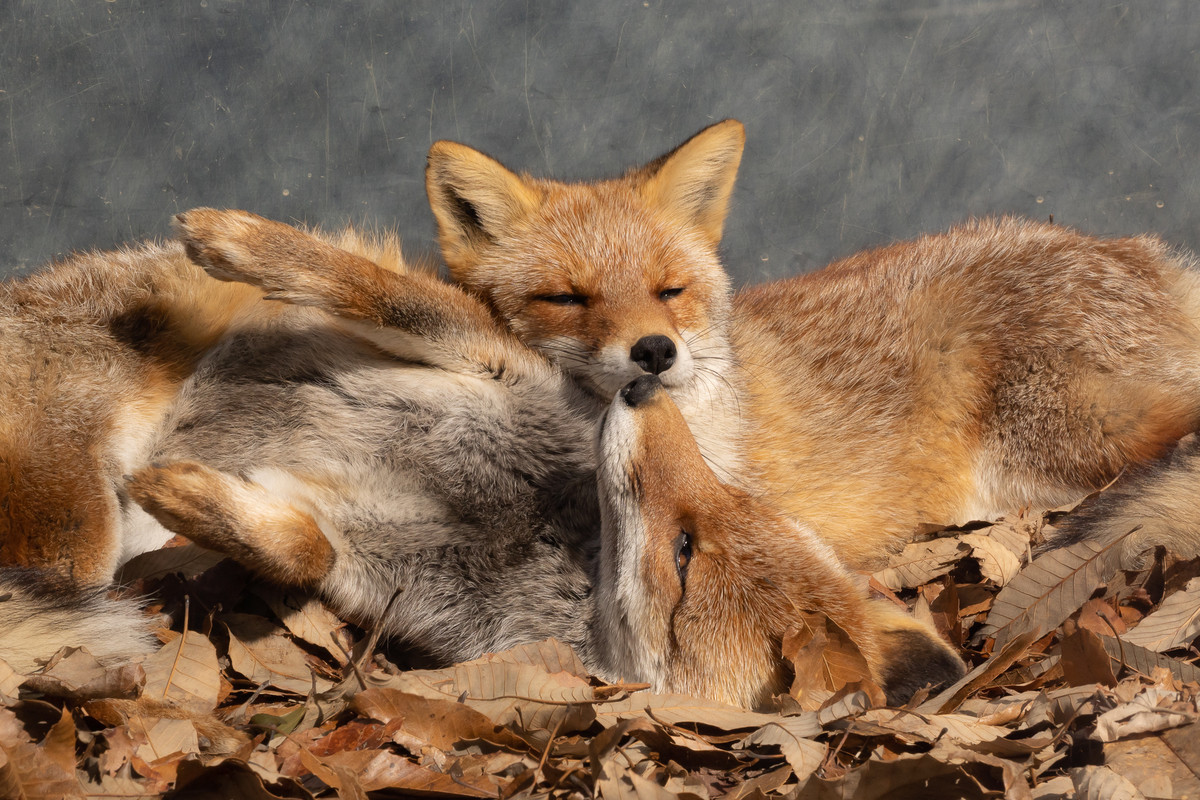 Smooch. .. Happiness is a fox smooch.