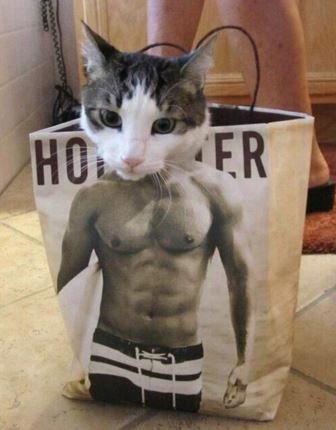 strong cat :). .. If i fap to this is it bestiality or furry?