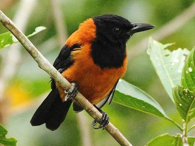 The Pitohui. The Pitohui - Idi Nachui Ladies and gentlemen science has finally triumphed as we have managed to successfully hybridize the wasp and the crow. Thi