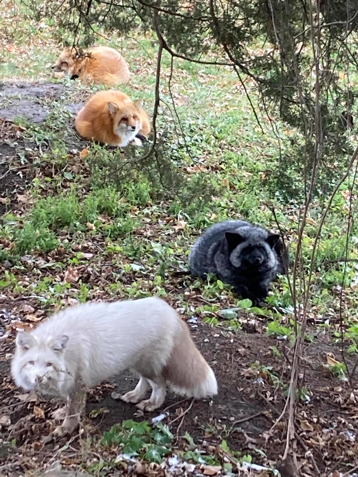 The squad. join list: RescueCritters (53 subs)Mention History The squad (front to back) Floofala, Vixie, Dixie, and Finnegan at SaveAFox Rescue.. Ecthelion group floofs!