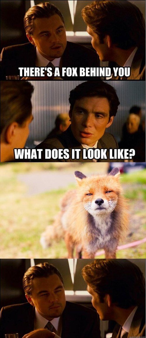 theres a fox behined you. .