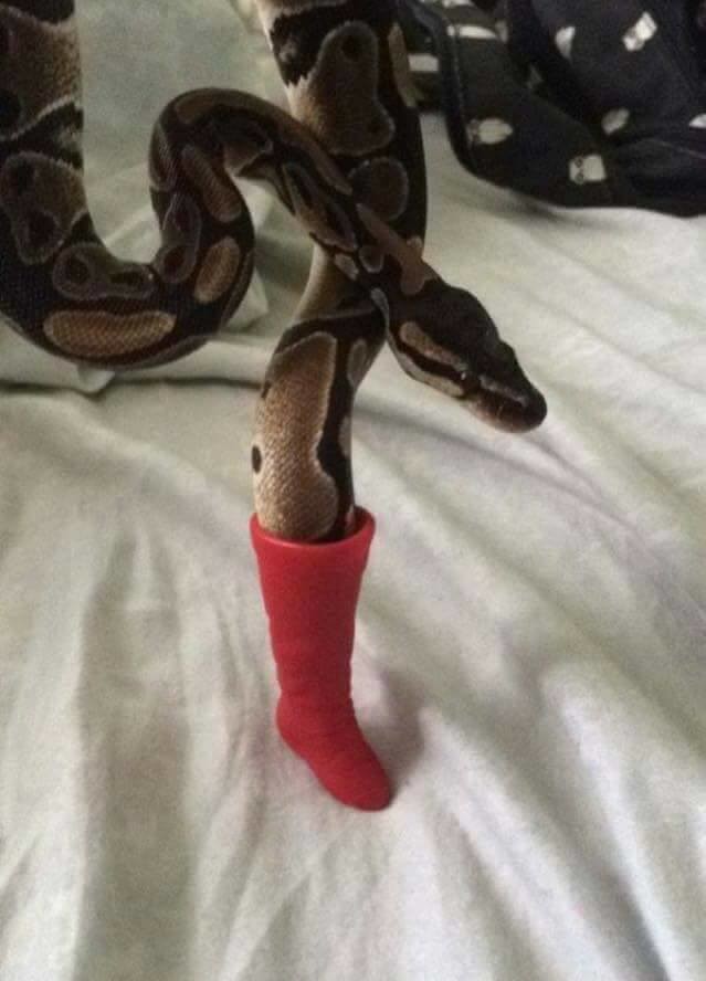 Theres a Snek In My Boot. join list: Lewds4DHeart (1613 subs)Mention History more snek since people liked first.