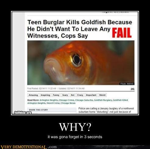 Theres just no justice anymore. . Teen Burglar Kills Goldfish Because He Didn' t Want Te Leave Any Witnesses, Cups Say Mann hie lung Eur; Haat Erna. -n " rci th
