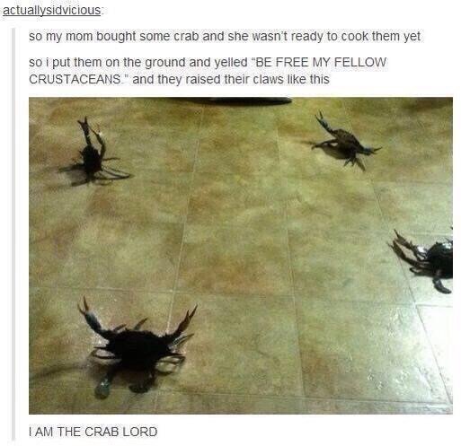 These are the kinda crabs I want. . an ; ' and she wasn' t ready ten new them yet at i put them an the ground and yelled "BE FREE lint?’ " u' and the}: raised t