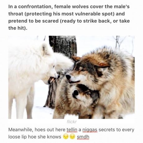 These es ain't loyal. retoast. In a confrontation, female wolves weer the male' s threat [protecting his most vulnerable spot) and pretend to be seared treade t
