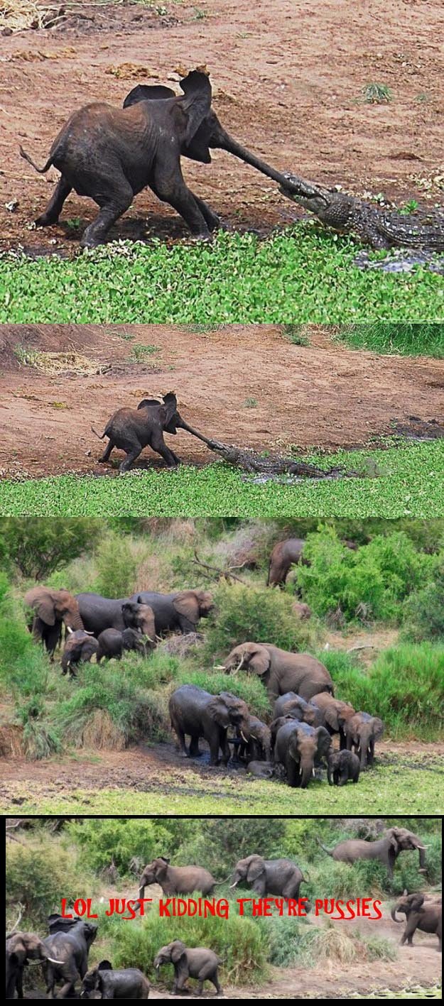 These Elephants Are Heroes. .