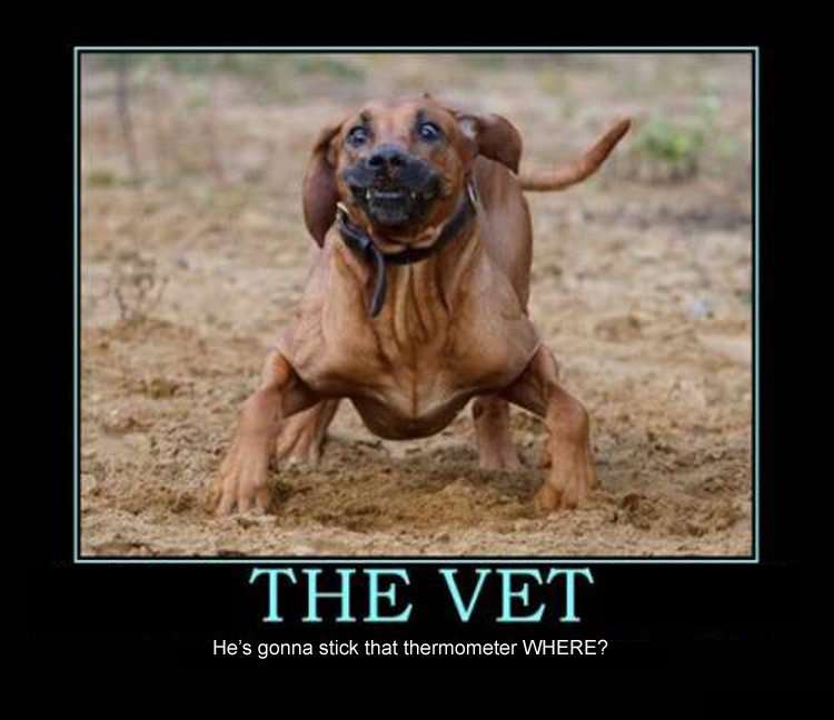 TheVet. . He' s gonna stick that thermometer WHERE'?