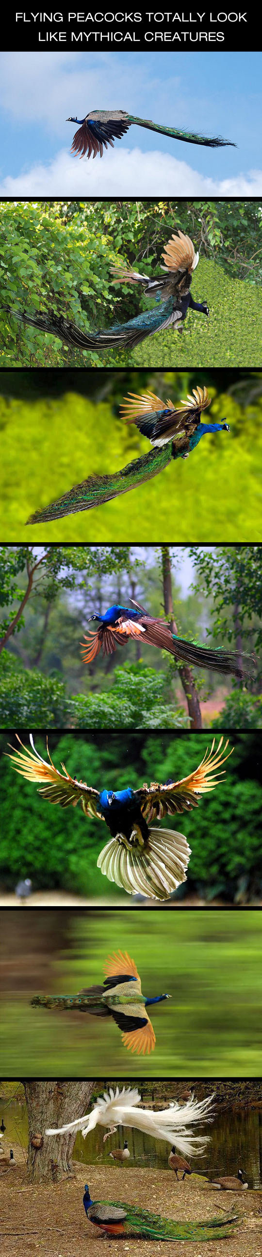 they fly?. . FLYING PEACOCKS TOTALLY LOOK LIKE CREATURES. I am gullible enough to believe some of them are phoenixes