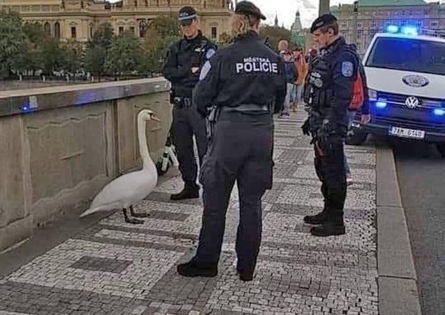 They got him boys. .. Isn't that a Swan? Comment edited at .