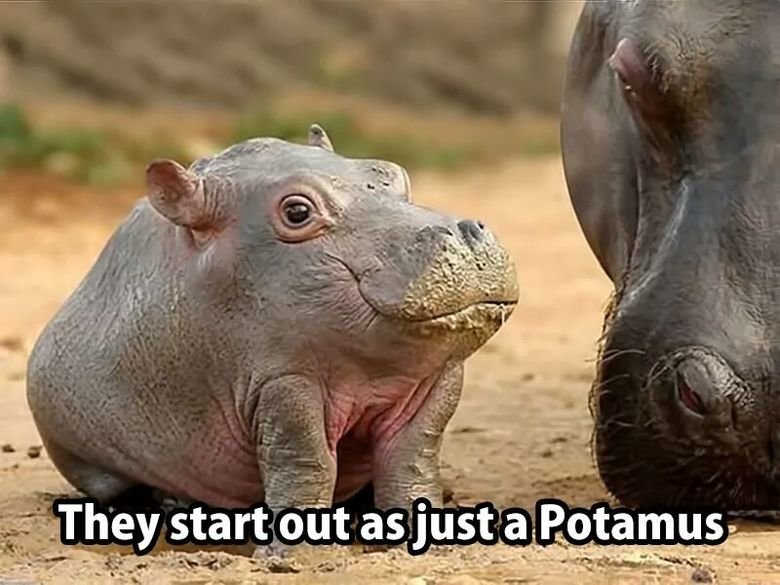 They grow the Hippo part later.. .