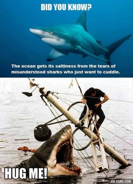 They Just Want Hugs.................. . BIB VIII! KNEW? arr The ocean gets its saltiness from the tears of misunderstand sharks who just want he cuddle. VIA La'