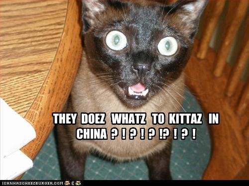 they do WHAT in china?. haha i love kittys. Riri.. They say &quot;lets rape them and then skull them&quot;
