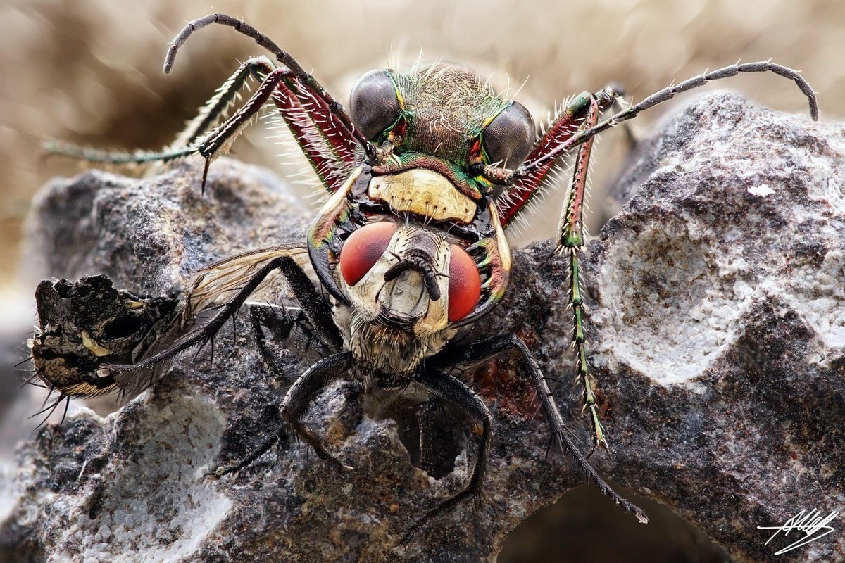 Tiger beetle with a fly. .. Ah yes, the tiger beetle, the thing that starts its life as a terrifying death trap and grows into and even more terrifying &quot;Hey, what if cars were carnivo