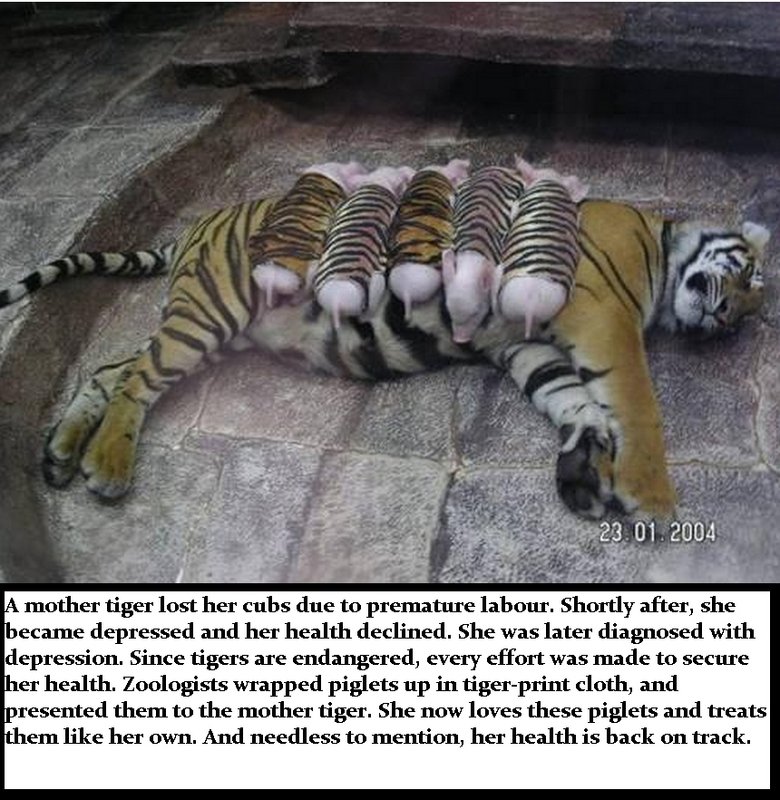Tiger mother. not sure if repost o_O wtf, frontpage, thanks... l Fl' tiger her M' !! l due to premature ' mll }' after, she n _' l‘ depressed and her health dec