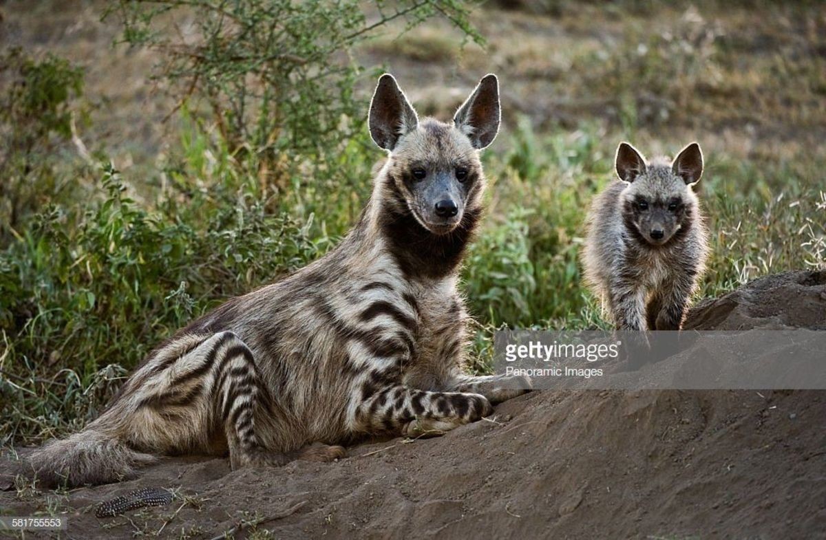 tiny stripe yeen and mom. join list: YeenPosting (66 subs)Mention Clicks: 1321Msgs Sent: 3580Mention History.. Hyena you furry