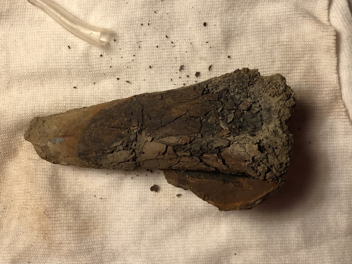 TMA Fossils #30 Bone (UPDATE). UPDATE TO THE BONE I FOUND AWHILE BACK So i was finally able to get this into the paleontologist this past weekend so he could ch