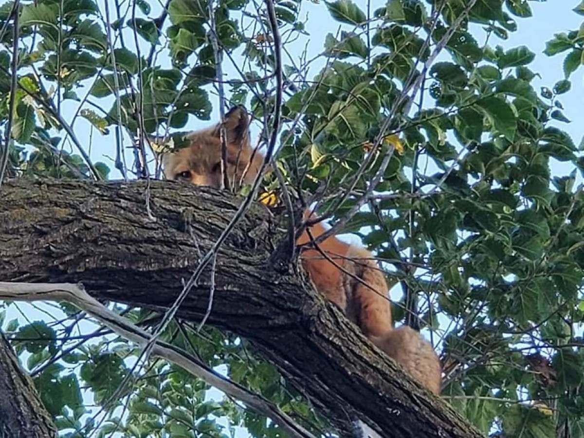 Tree fox Felix. join list: RescueCritters (53 subs)Mention History Felix from saveafox resides in the trees. He is not bound to the ground level like the other 