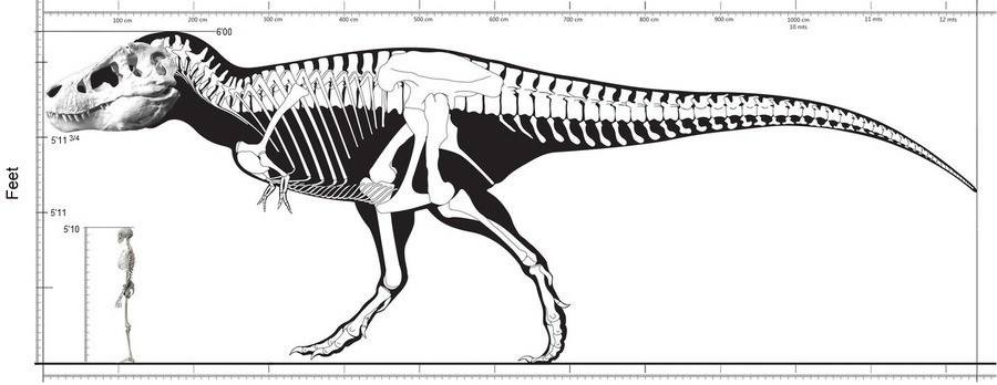 trex height range trex height range