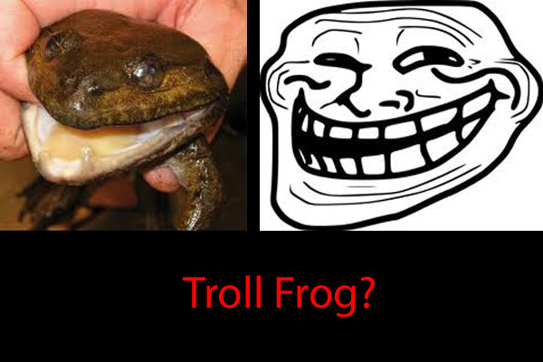 Troll Frog. one two three four five .