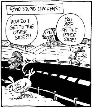 Two Stupid Chickens. . will STUPID WHERE?. funny indeed