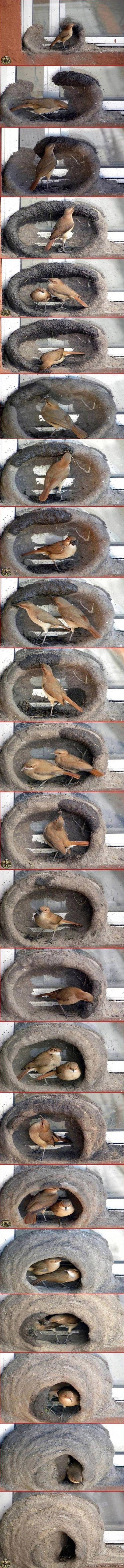 TWWWWEEEEEEET. cool pics about birds found it and hope that you havent seen it before11?!!!!!one!!!qestionmark!!!!))oneone!1111!!!!.. repost