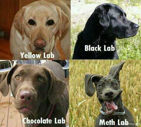 Types of Labs?. Well Hello There. Blink lab: .idylls l! gtl' tii, iit. science lab