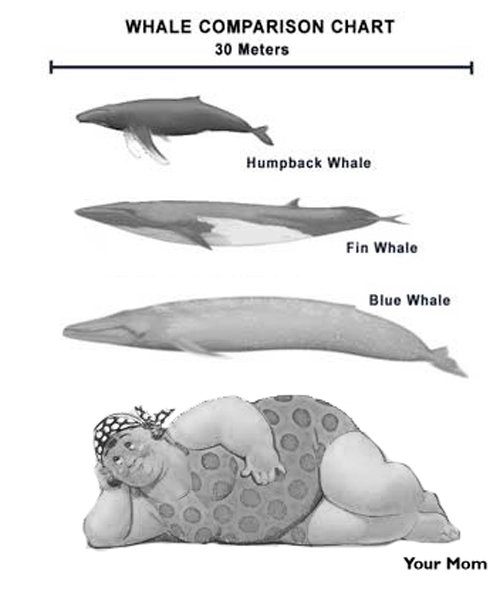 Types Of Whales. Moar? :3. ANALE CHART What: Flu ‘Ethno- Taur. Yo mama's so fat, when she jumped in the ocean, the ocean jumped out. Yo mama's so fat that when she saw that whale she said &quot;What a cute little goldfish.&