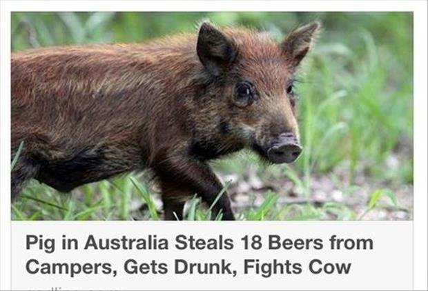 Typical Aussie. source: dumpaday. Pig in Australia Steals 18 Beers from Campers, Gets Drunk, Fights Cow. Tha'll do pig. Tha'll do.