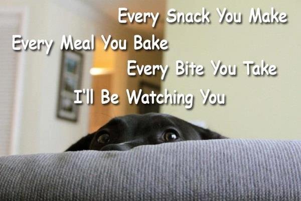 typical dog. .. I'm watching you..watching me.