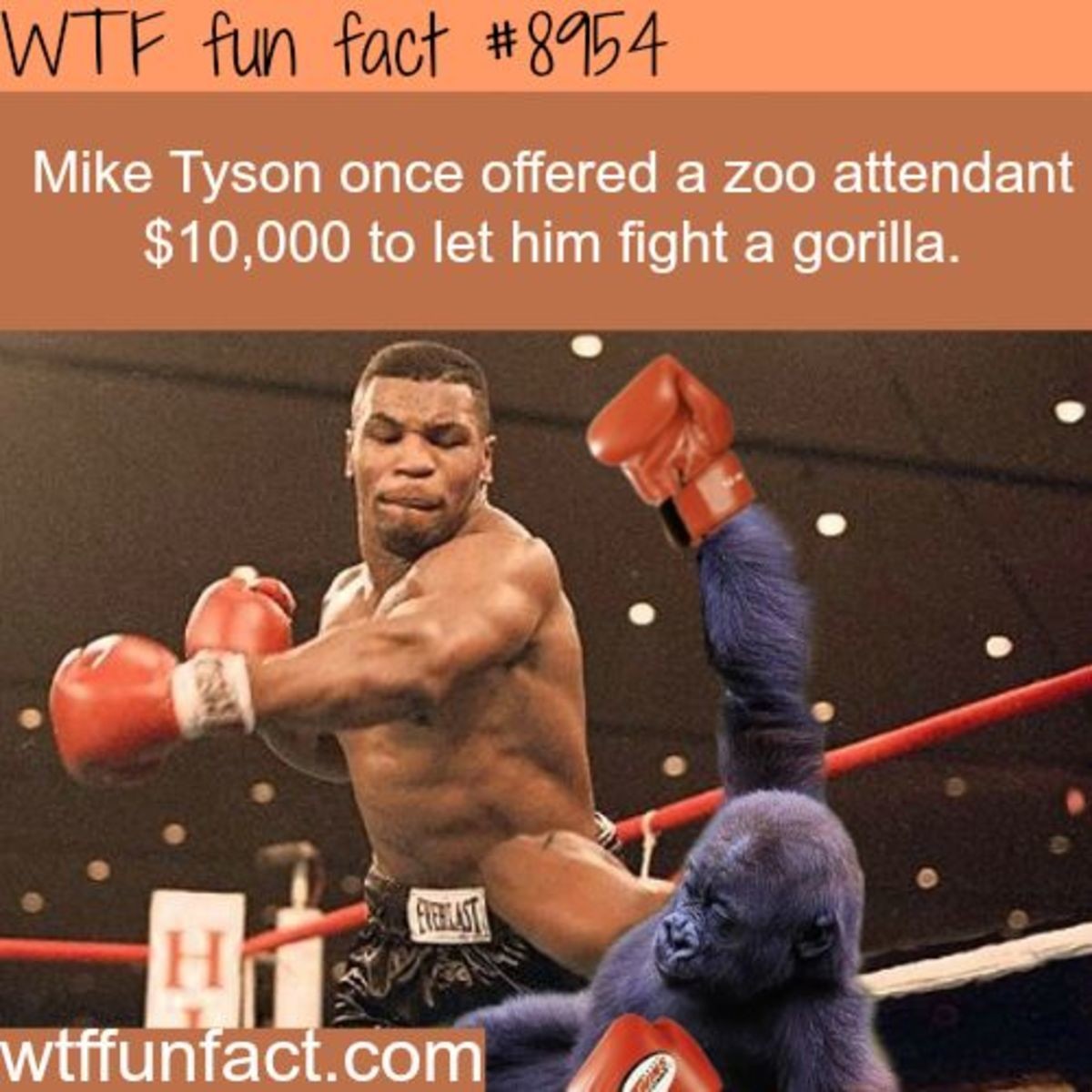 Tyson Wanted To Fight A Gorilla. You know he would have done it... The gorilla would have pulverized Tyson, is he insane?