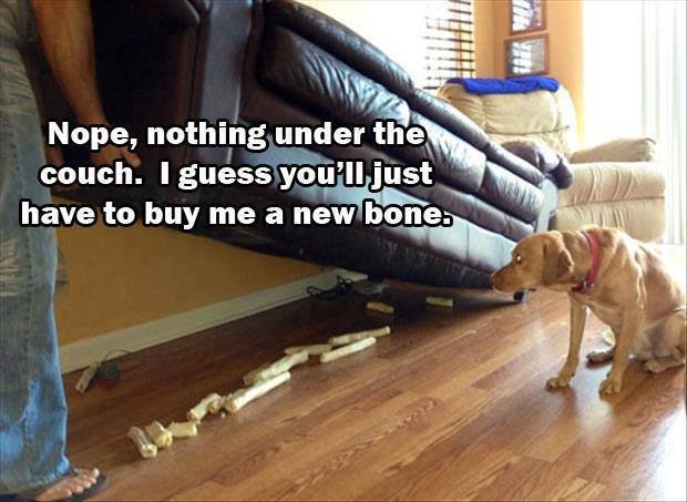 (untitled). found it in an old folder. sorry if repost!. lloll Nope, nothing under , couch. I mess _? ' usic have to buy me a new lilttle,. Dog looks sad :/
