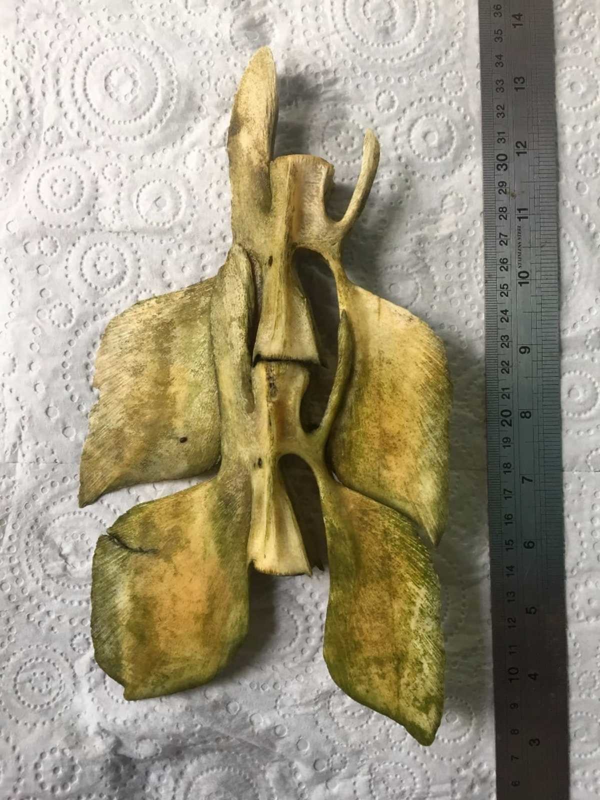 Weird bone from new zealand. Anybody know wtf this thing is? Found it near volcanic eruption site.. Kiwi here. You found the remains of a Taniwha, an ancient and powerful beast native to the waters of New Zealand. Keep it safe, aslong as the whole skeleton is 