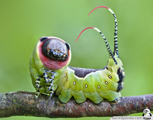 weird caterpillars. . guurrl ;. Yes, the elusive nine bird caterpillar