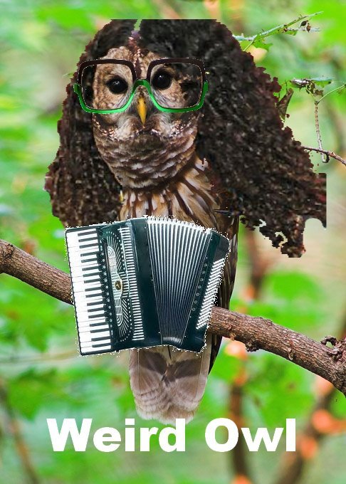Weird Owl. I'm so punny. Legitimate OC.. I'm going to see him live in concert on Tuesday.